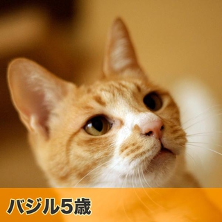 アパート退去！新しい家族とおうちを探しています！