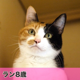 アパート退去！新しい家族とおうちを探しています！