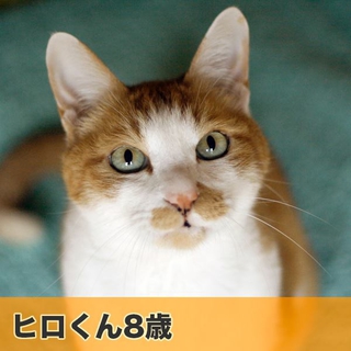 アパート退去！新しい家族とおうちを探しています！