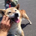 柴犬の女の子