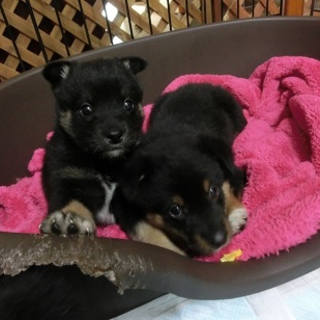 かわいい子犬オス２匹☆