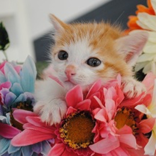 かわくぃい仔猫じゅんのすけ