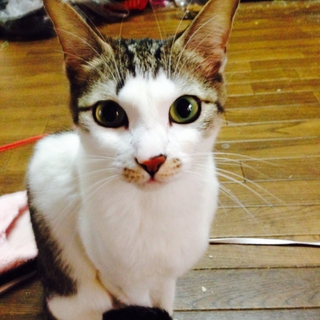 2歳、ぱぴこちゃん