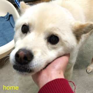 飼い主に処分してくださいと持ち込まれた犬