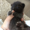 赤ちゃん猫 サムネイル6