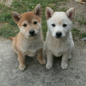 元気いっぱい子犬