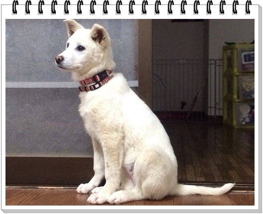 真っ白の雑種の子犬 純子 愛知県 犬の里親募集 ペットのおうち 月間利用者150万人
