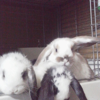 我が家で生まれたうさぎです。
