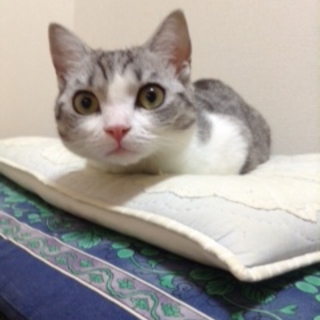 短足マンチカンのメスの里親様募集！