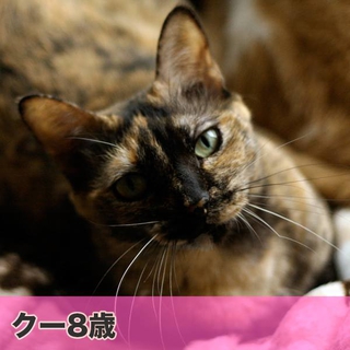 アパート退去！新しい家族とおうちを探しています！