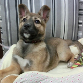 子犬「ハナちゃん（仮名）」