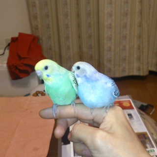 里親決定しました！ありがとうございます。