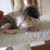 かわいい三毛猫　はるなちゃん　 サムネイル3
