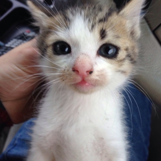 可愛い仔猫の里親になってくれる方探してます。