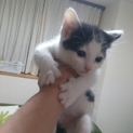 白黒仔猫メス(募集一時停止)