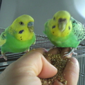 セキセイインコ　婿養子