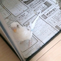 (宮城)セキセイインコ里親募集(オス手乗り)