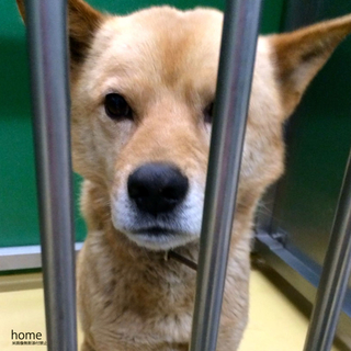 生きる事を諦めた犬・・・命の期限付き