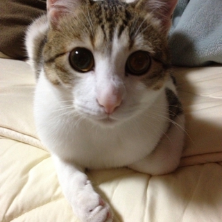 完全室内飼い、寂しがりやです。