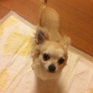 可愛いチワワです！