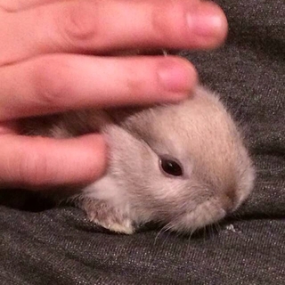 里親募集