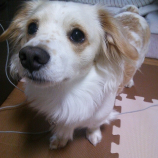 １歳 ミックス犬 里親募集中 お願いします！
