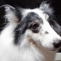 ふれあい犬＆お散歩犬＝引退