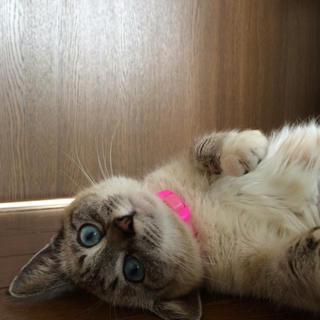 ありがとうございました
