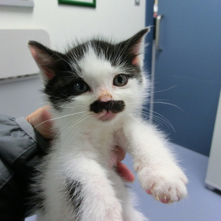 とっても可愛いおひげ模様の子猫さんです