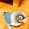 ブルーボタン 里親さん募集 サムネイル2