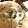 １匹は無事決まりました サムネイル6