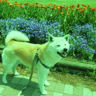 柴犬　飼い主（高齢者）さんが病気になり里親募集