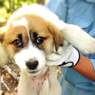 おとなしい白茶mix子犬の女のコ