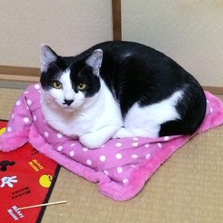 黒白チョビ髭♪くん