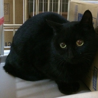 おっとりな黒猫♪ちゃん
