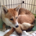 綺麗で穏やかな中型雑種♀