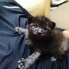 赤ちゃん猫 サムネイル2