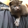 赤ちゃん猫 サムネイル3