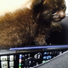 赤ちゃん猫 サムネイル7