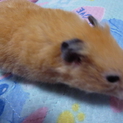 心優しい里親様と赤い糸がありました！