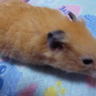 心優しい里親様と赤い糸がありました！
