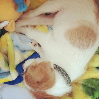 ジャックラッセルテリアの子犬