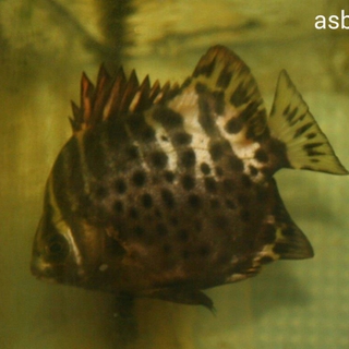 海水魚に新しい環境が見つかりました！
