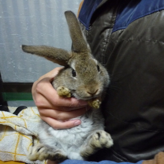 かわいい子うさぎ！