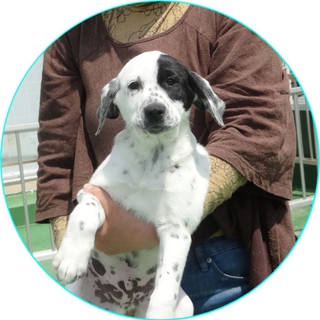 ダルメシアンmix」山梨県 - 犬の里親募集(34967) 1枚目の画像