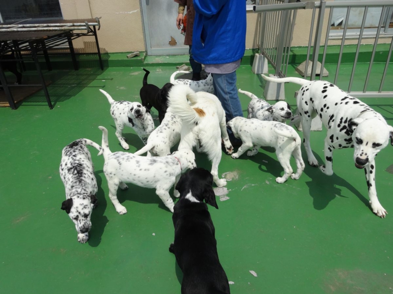 ダルメシアンmix 山梨県 犬の里親募集 ペットのおうち 月間利用者150万人