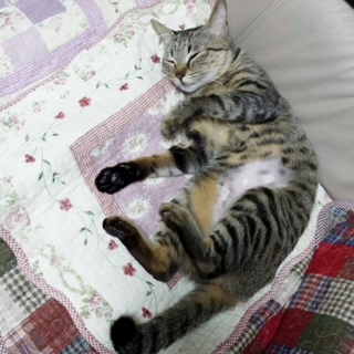飼い主さんが末期癌になり緊急募集！！