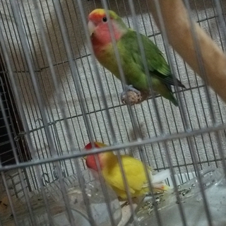 コザクラインコ二羽募集