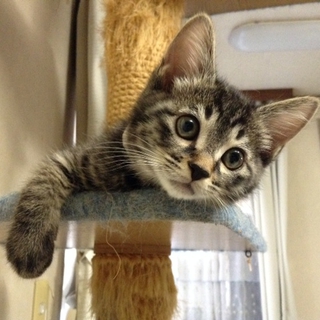 天真爛漫キジ女の子です♡