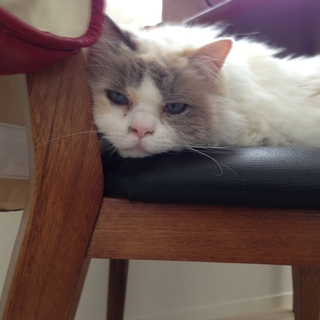 里親募集中です